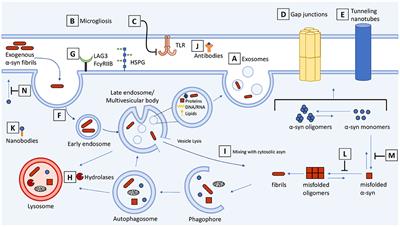 Alpha-Synuclein Targeting Therapeutics for Parkinson's Disease and Related Synucleinopathies
